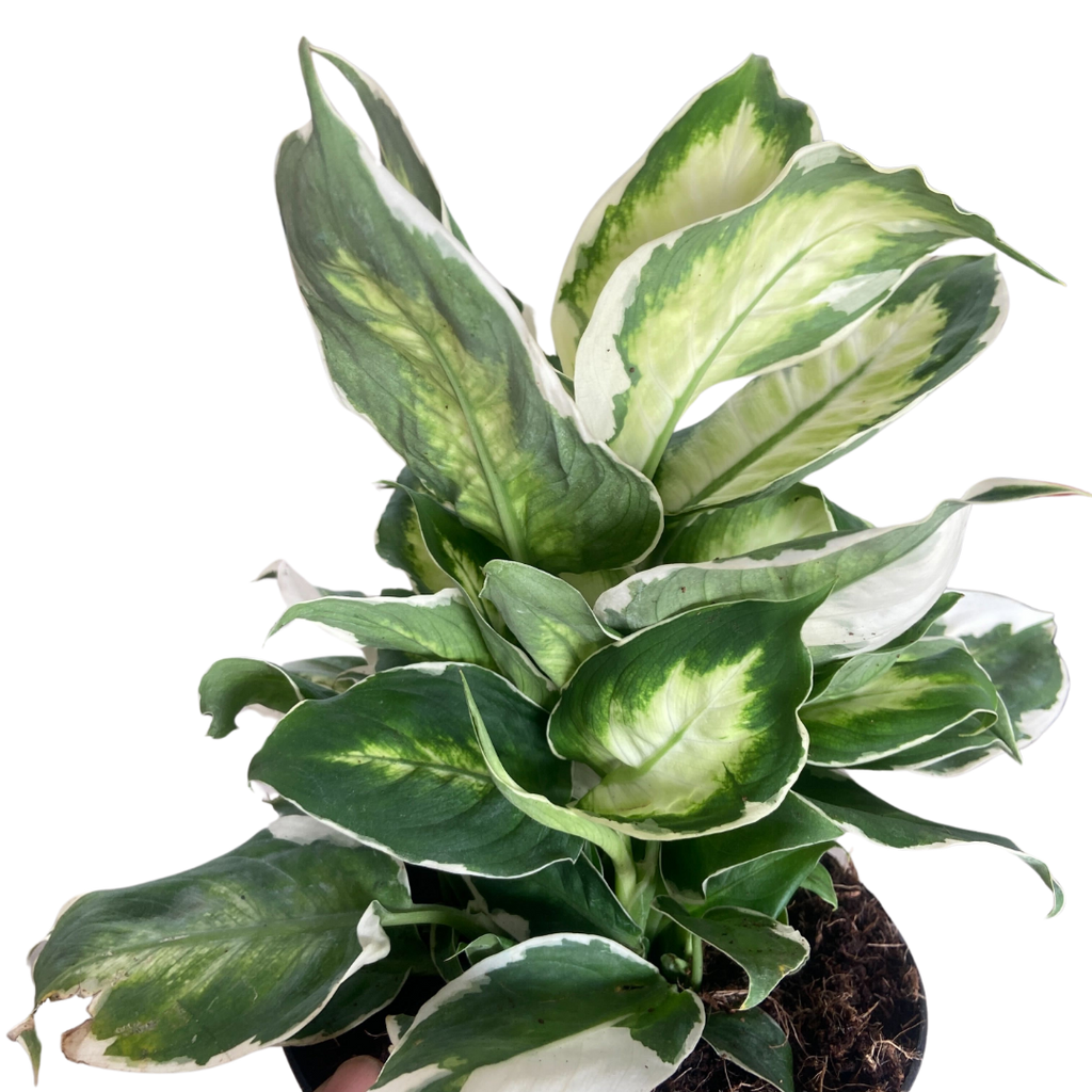 Dieffenbachia Cool Beauty