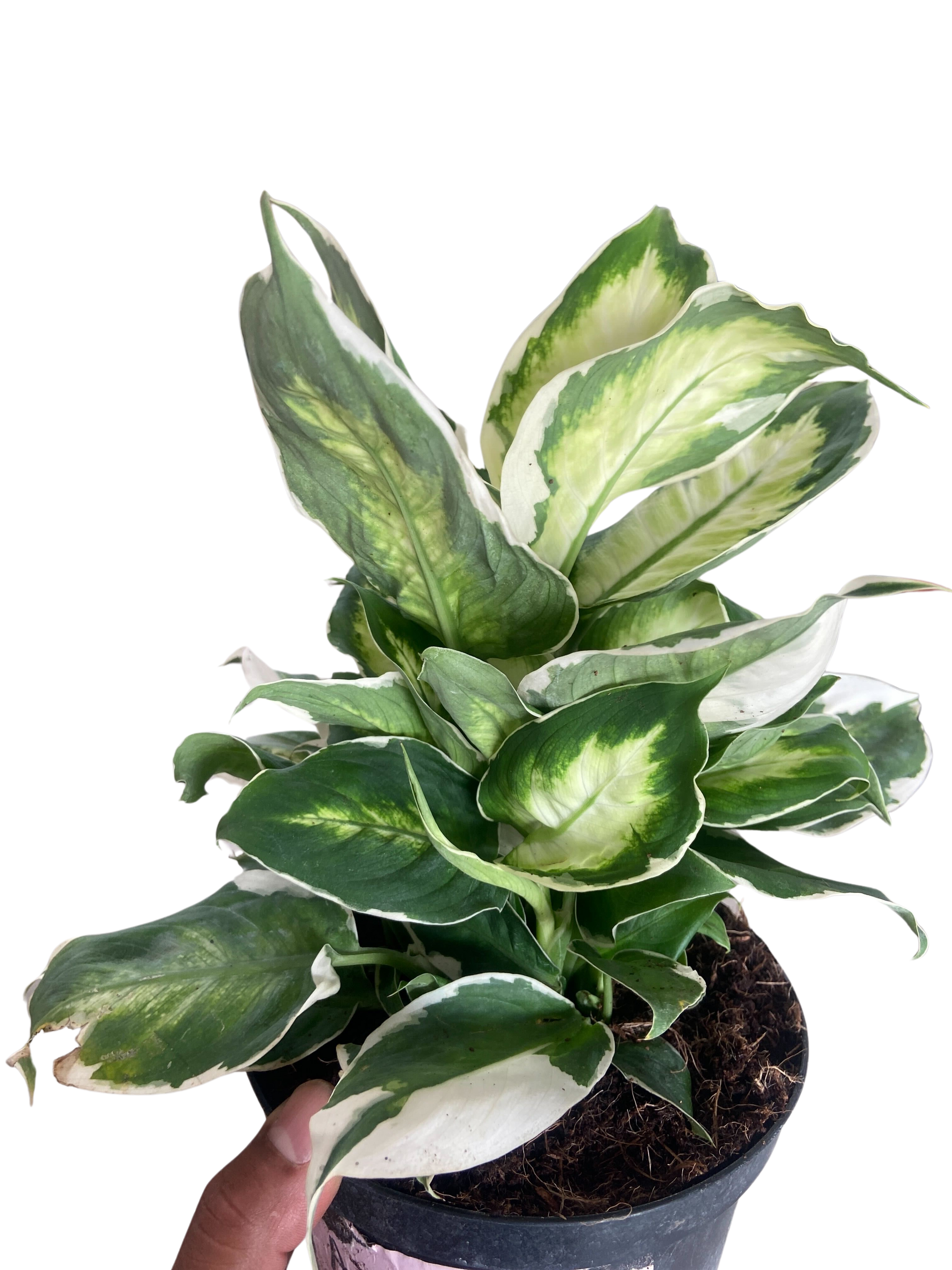 Dieffenbachia Cool Beauty