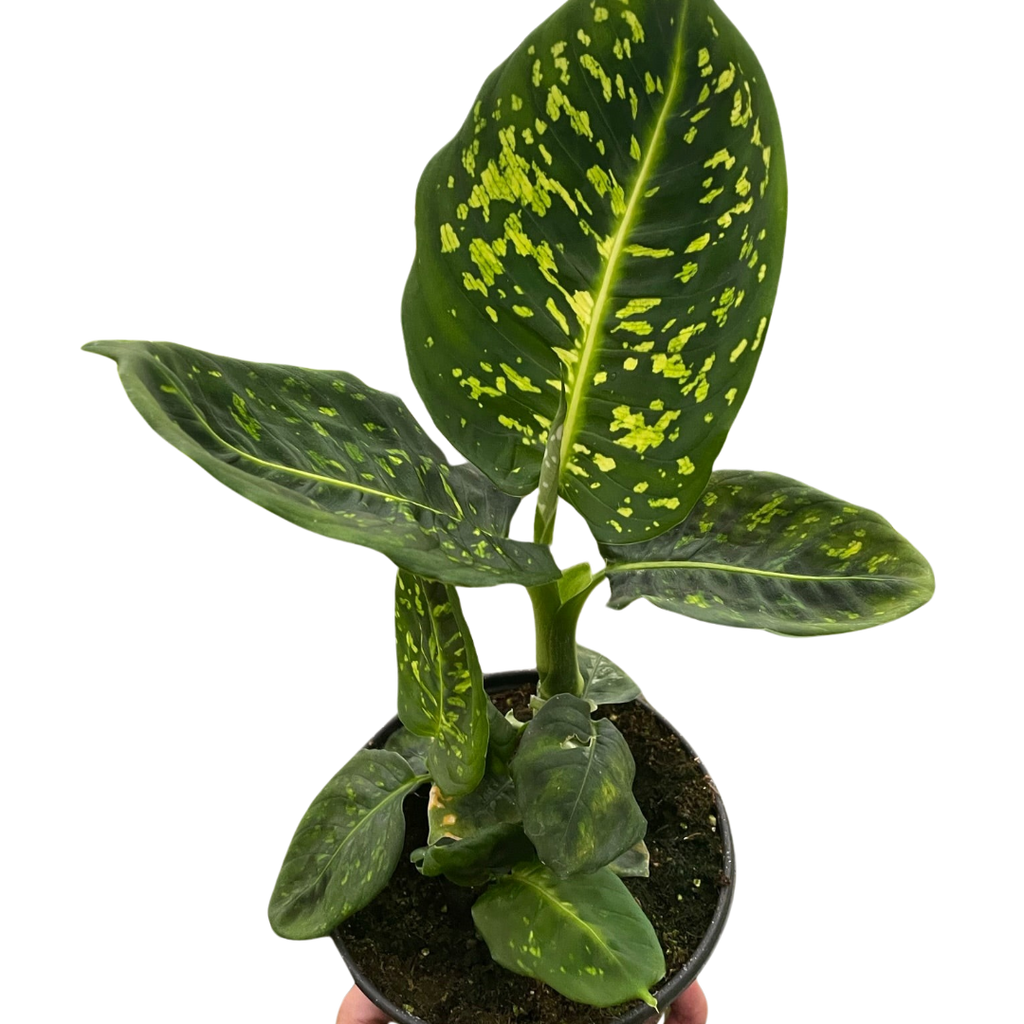 Dieffenbachia Reflector