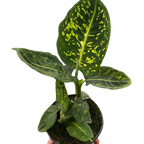 Dieffenbachia Reflector