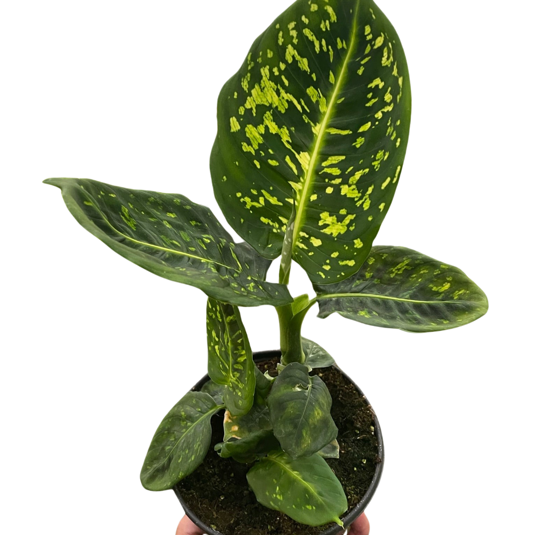 Dieffenbachia Reflector