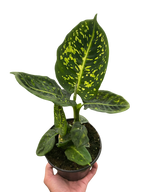 Dieffenbachia Reflector