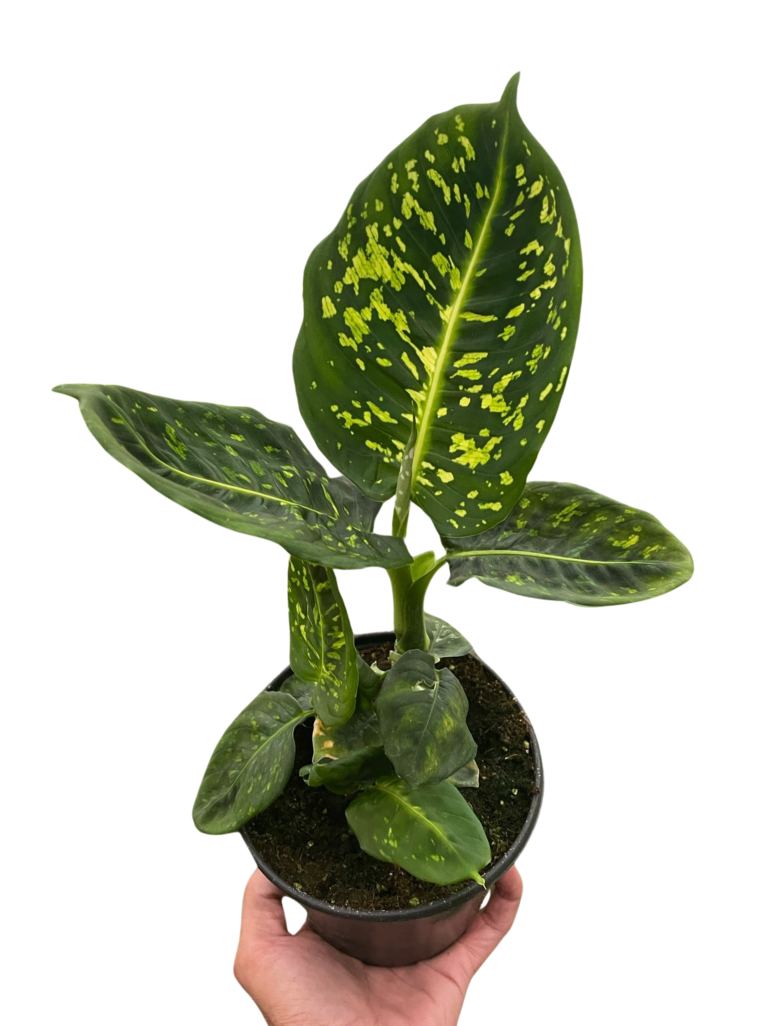 Dieffenbachia Reflector