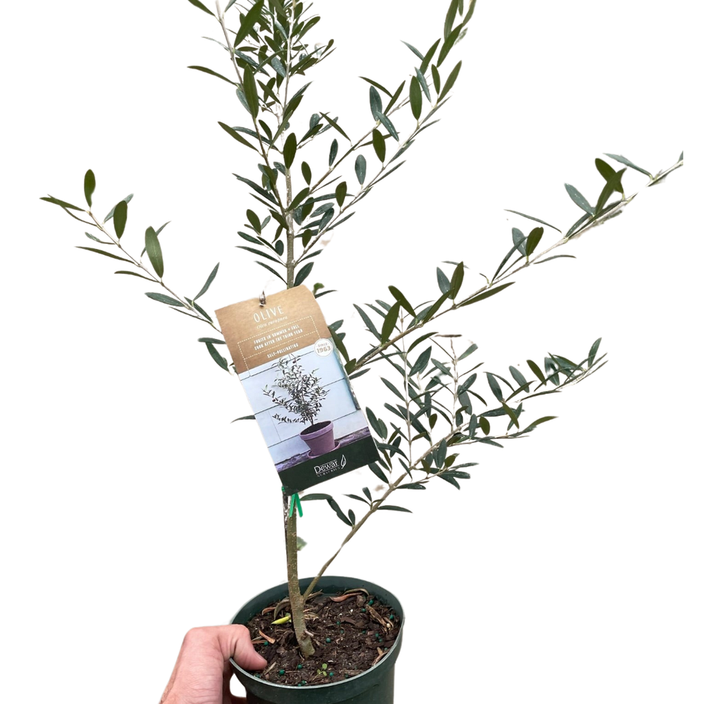 Common Olive Tree Olea Europaea
