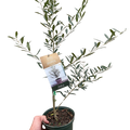 Common Olive Tree Olea Europaea