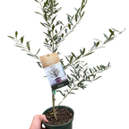 Common Olive Tree Olea Europaea
