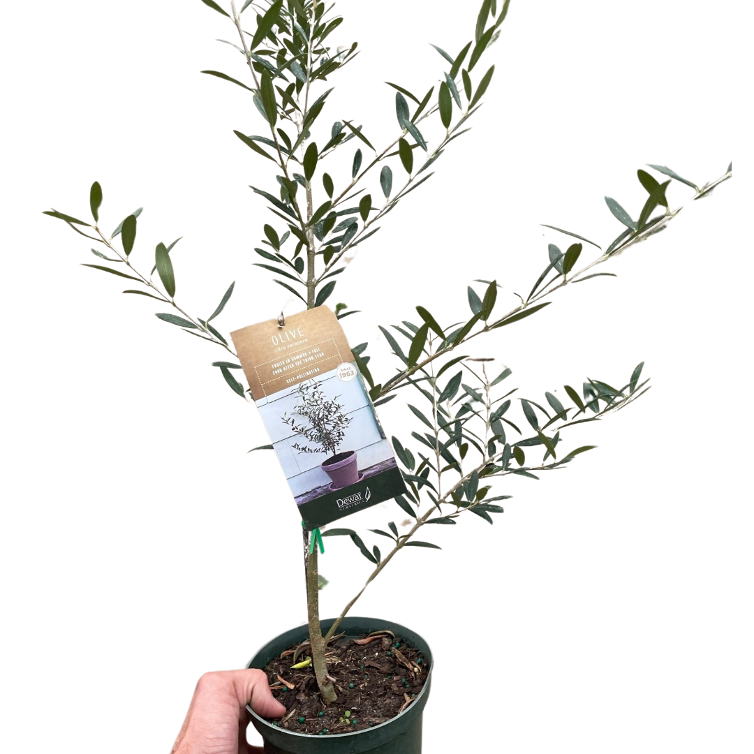 Common Olive Tree Olea Europaea