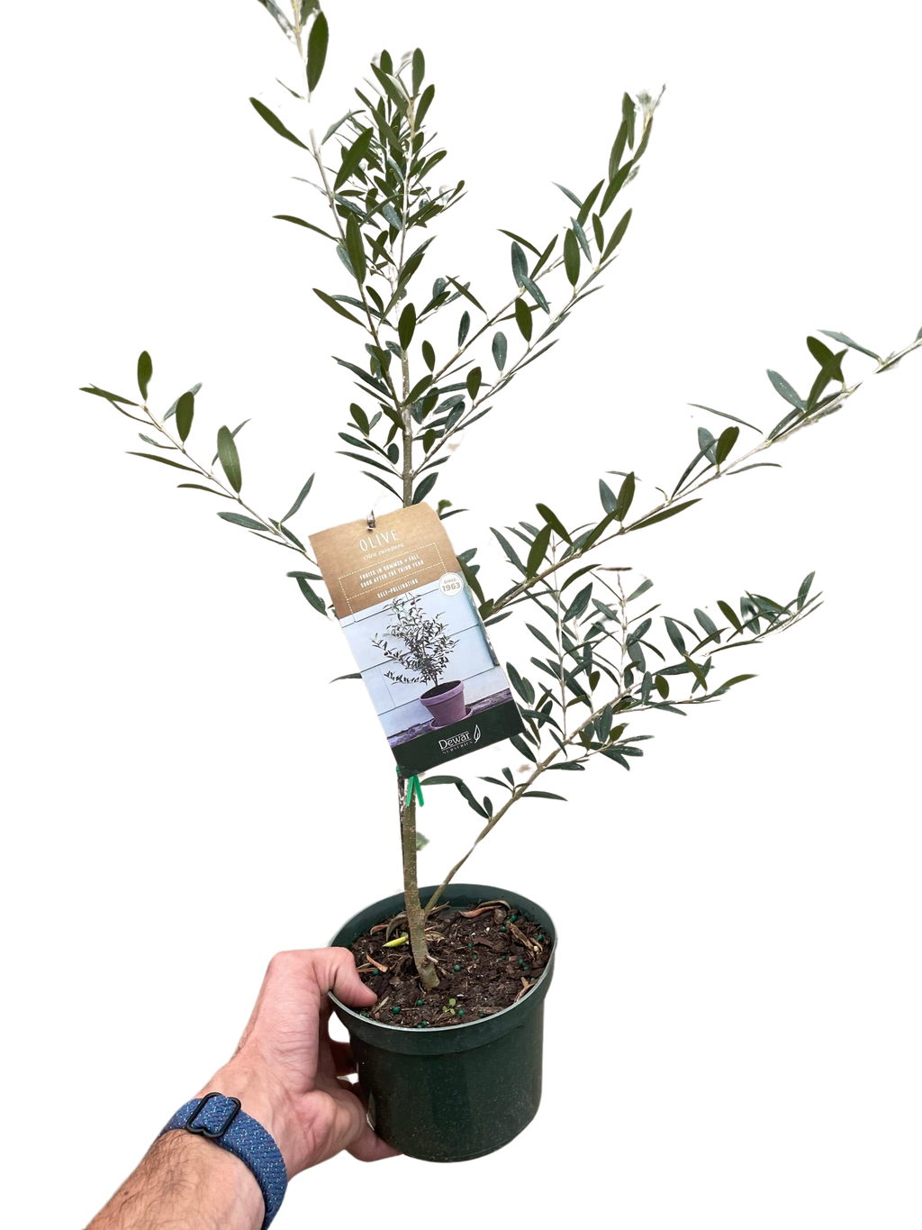 Common Olive Tree Olea Europaea