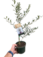 Common Olive Tree Olea Europaea
