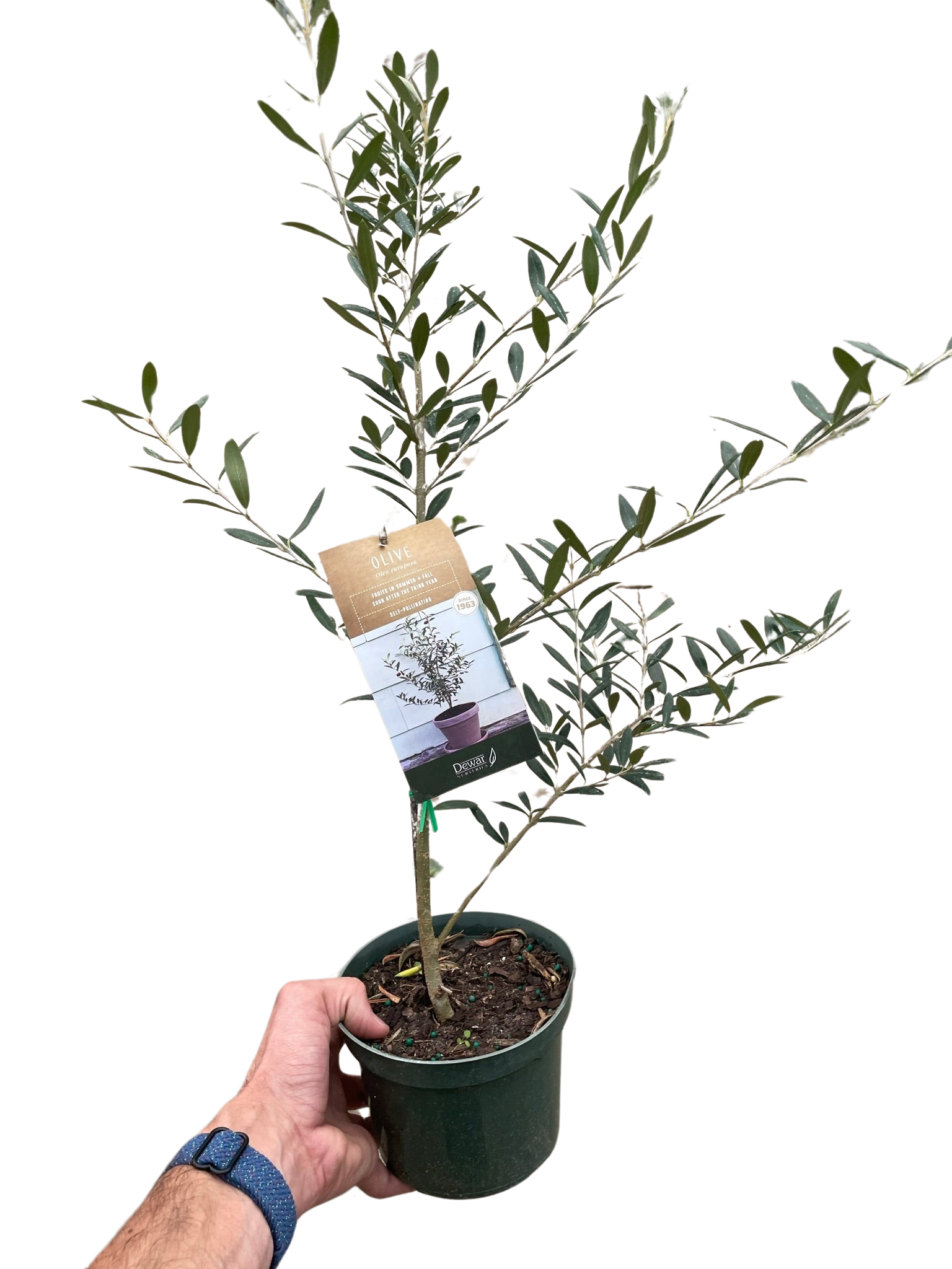 Common Olive Tree Olea Europaea