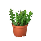 Epiphyllum Ric Rac Cactus