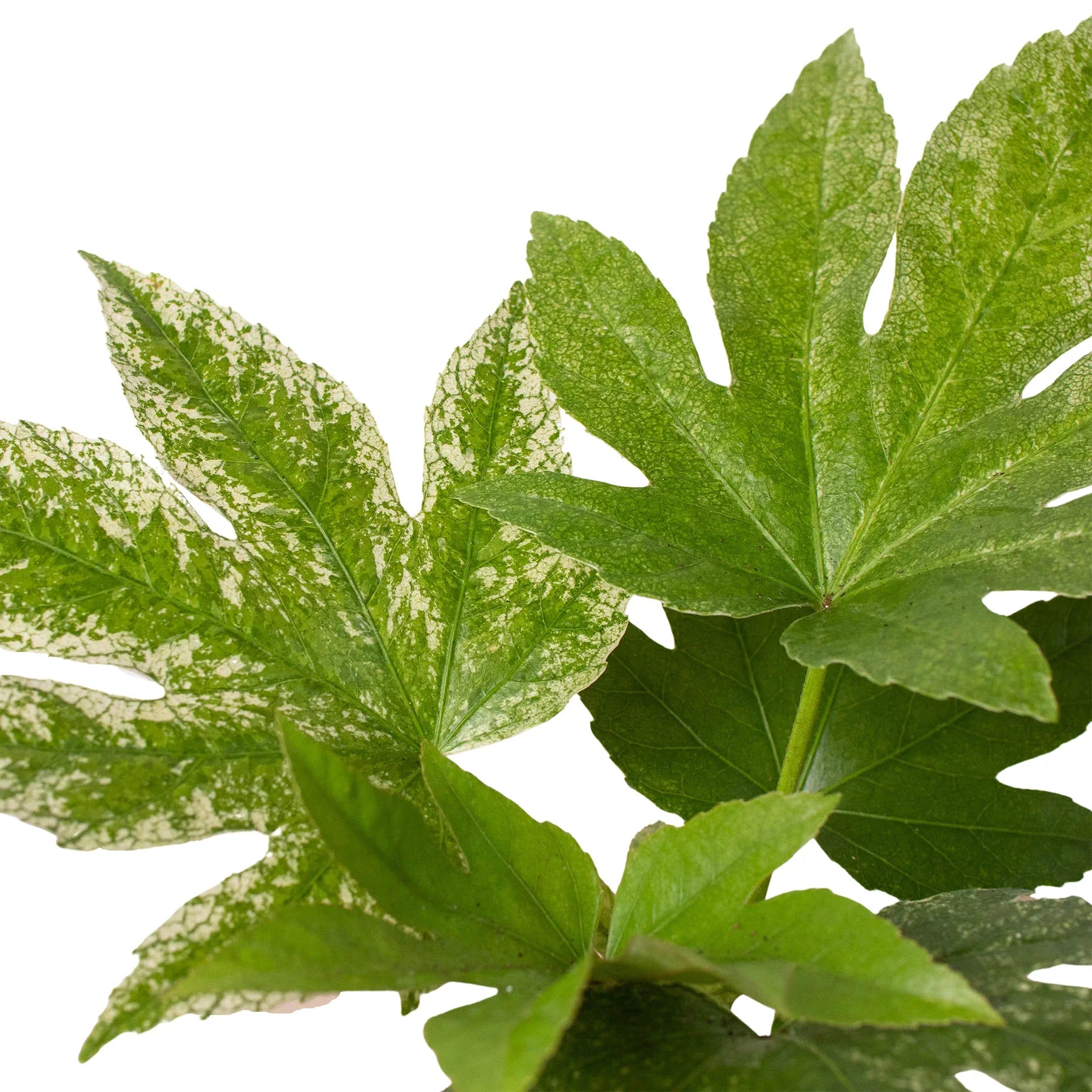 Fatsia Spiders Web