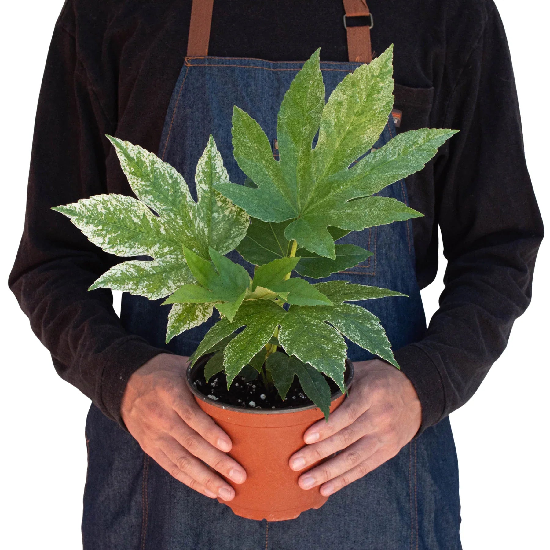 Fatsia Spiders Web