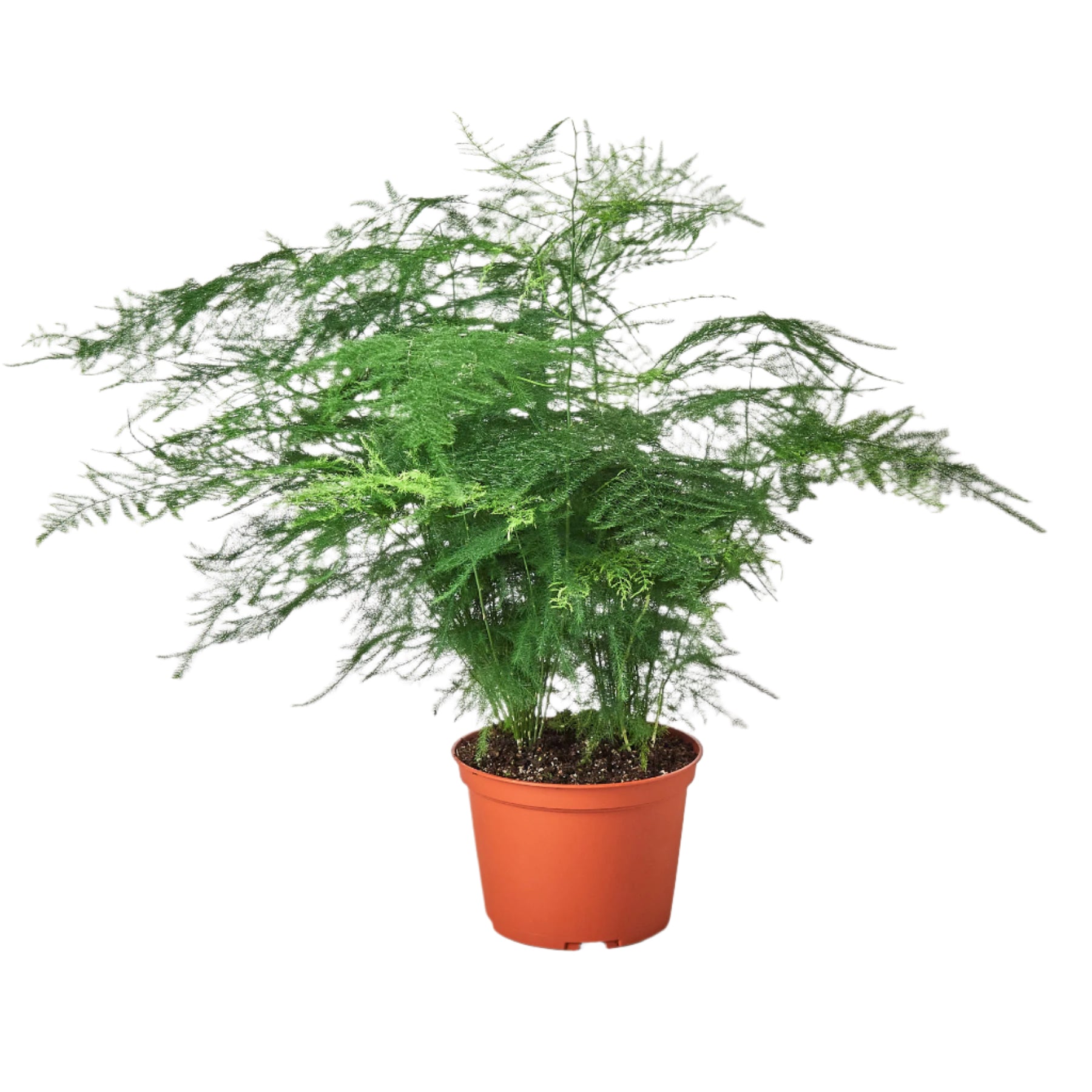 Fern Asparagus