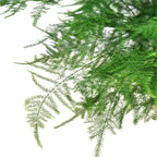 Fern Asparagus
