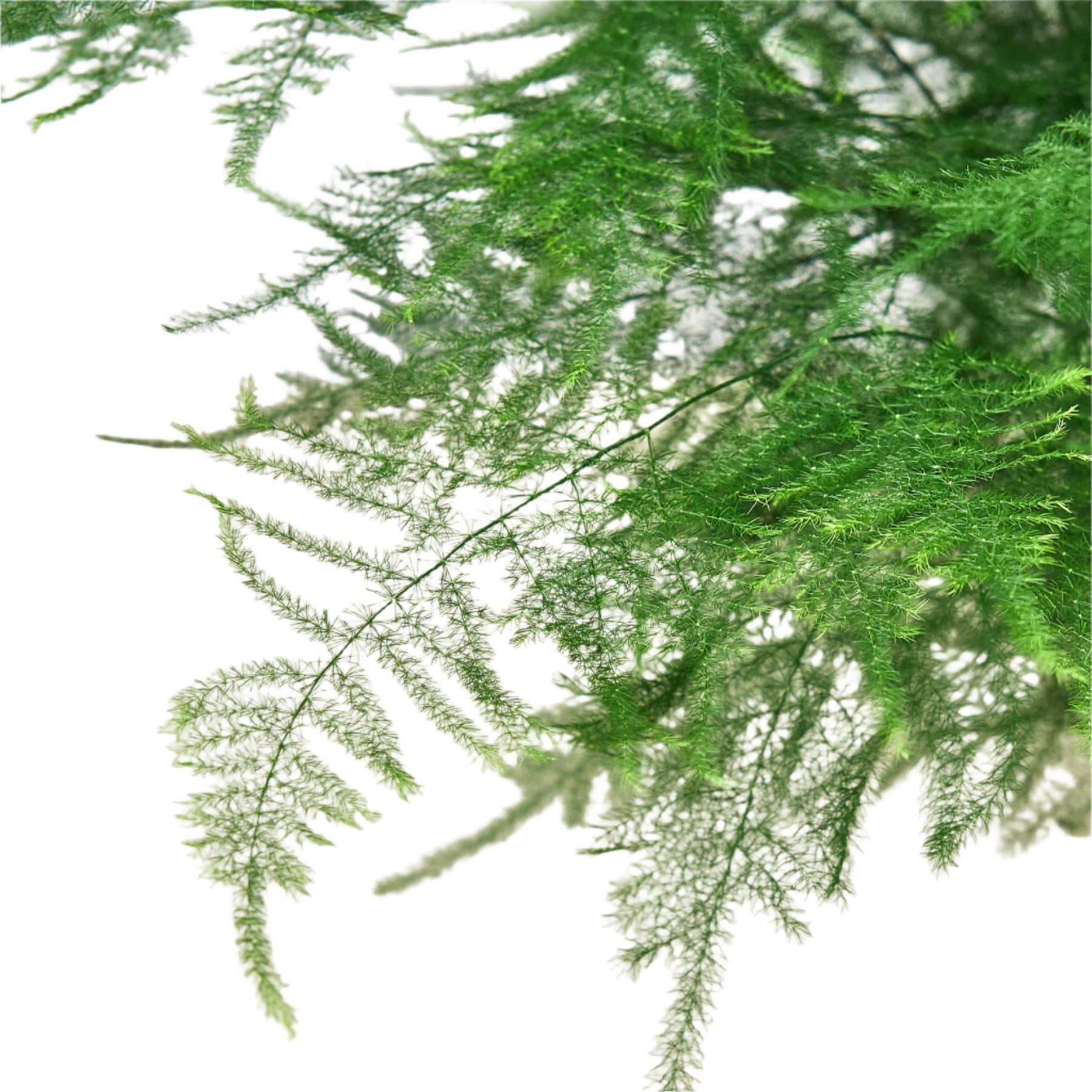 Fern Asparagus