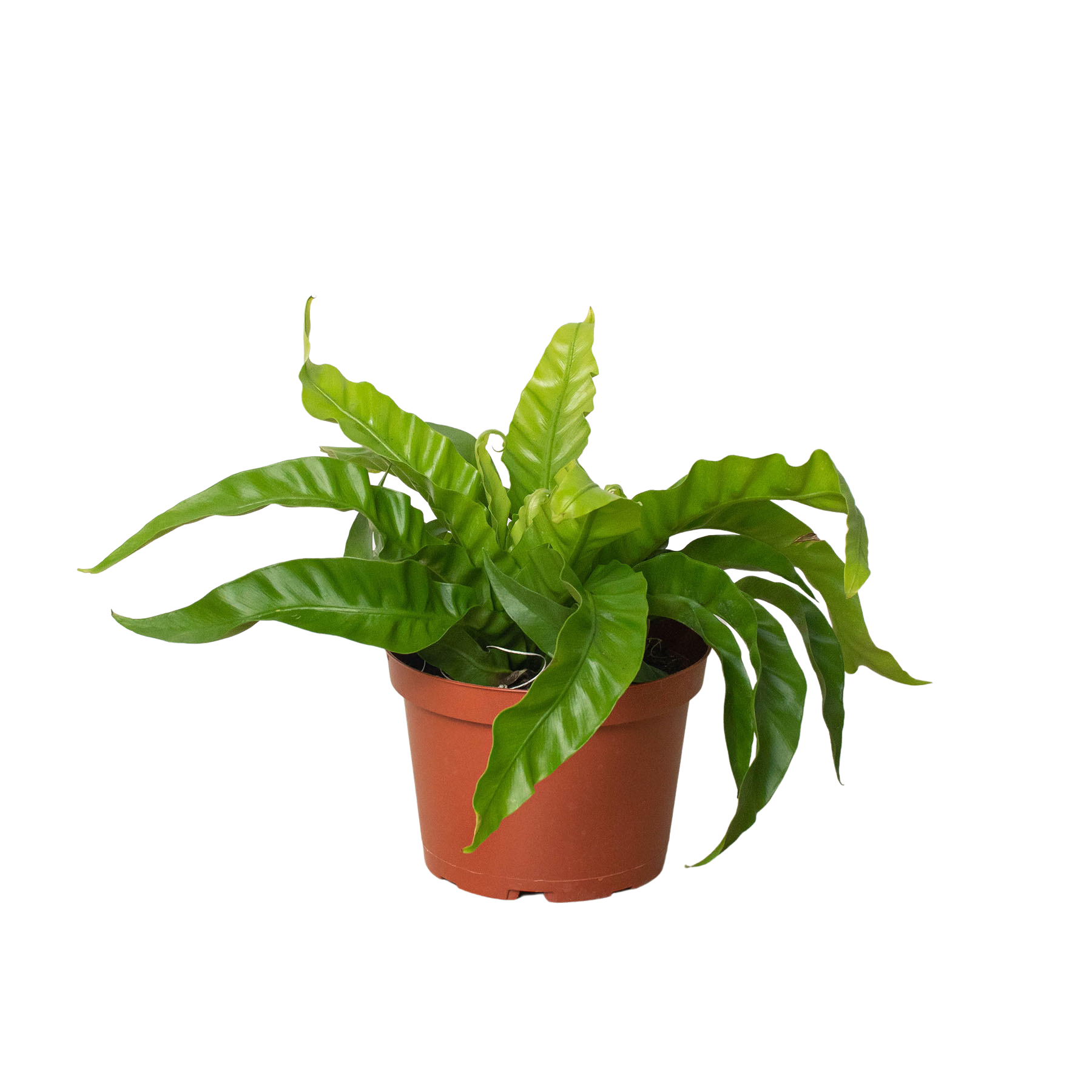 Fern Birds Nest Hurricane