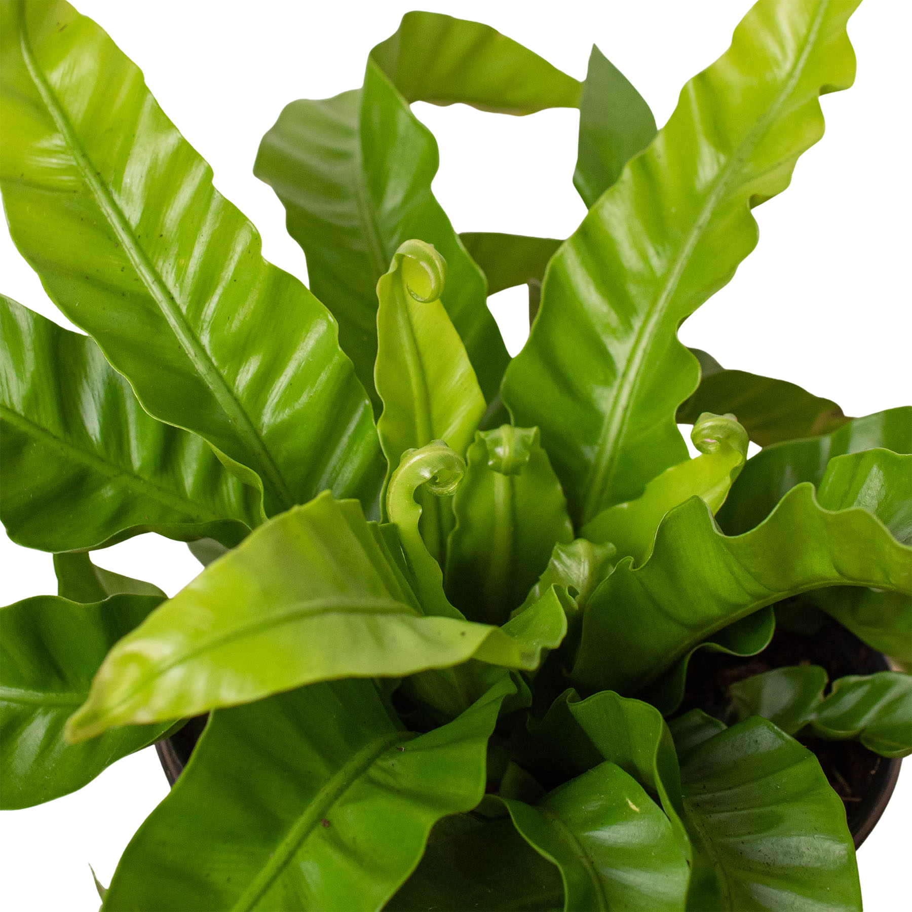 Fern Birds Nest Hurricane
