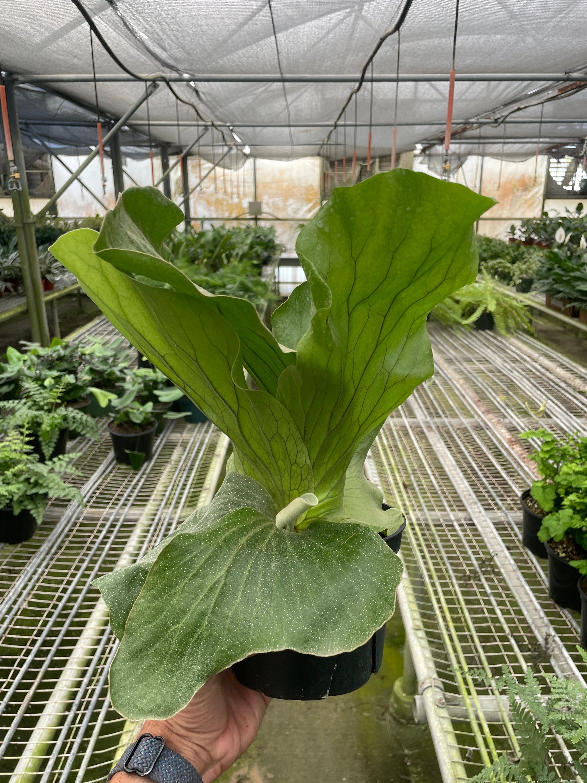 Fern Elephant
