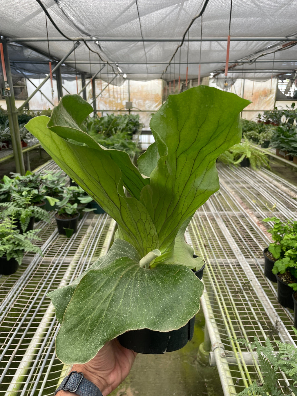 Fern Elephant 1