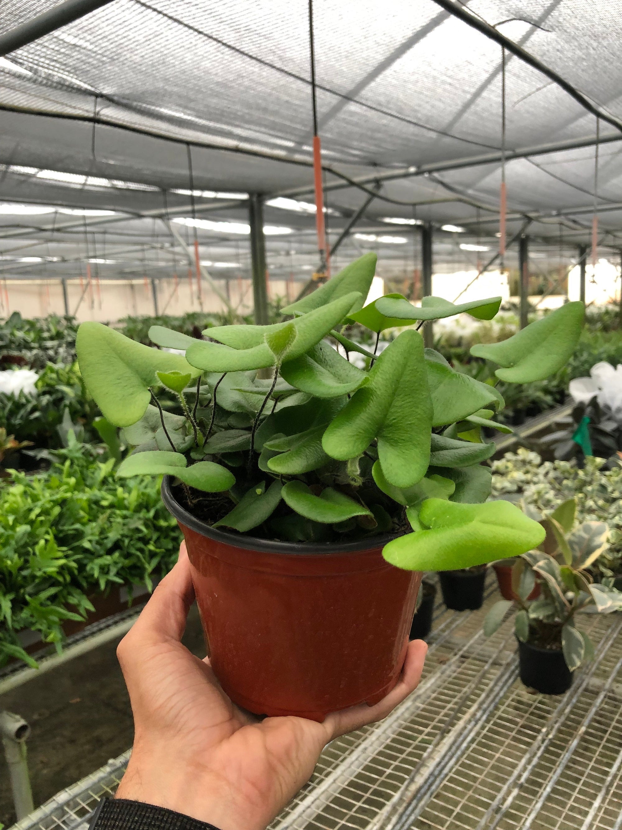 Fern Heart