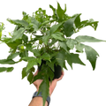 Fern Holly