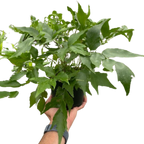 Fern Holly