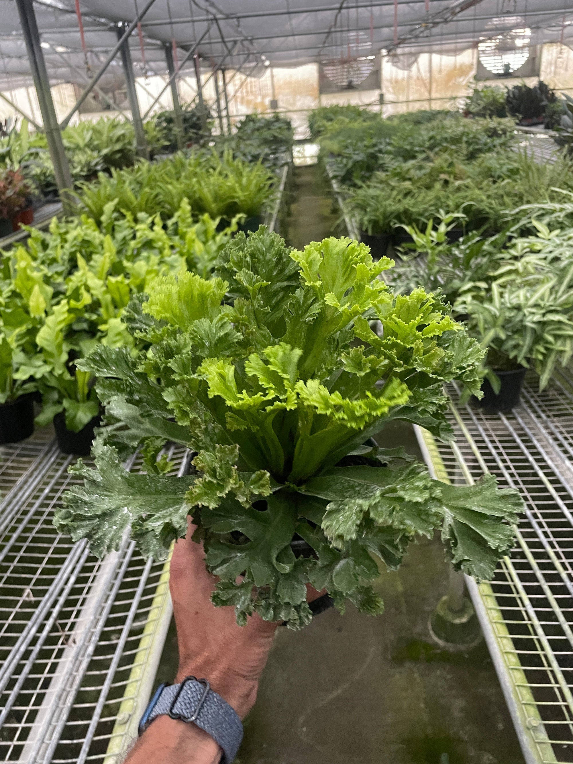 Bird S Nest Leslie Fern