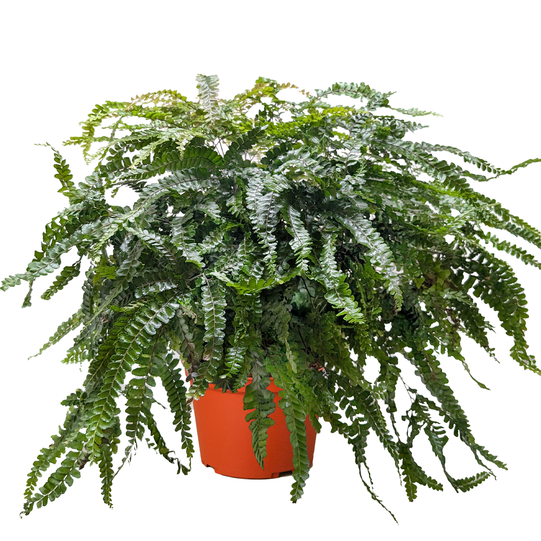 Fern Rosy Maidenhair