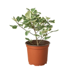 Ficus Elastica Triangularis Variegated