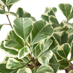 Ficus Elastica Triangularis Variegated