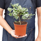 Ficus Elastica Triangularis Variegated