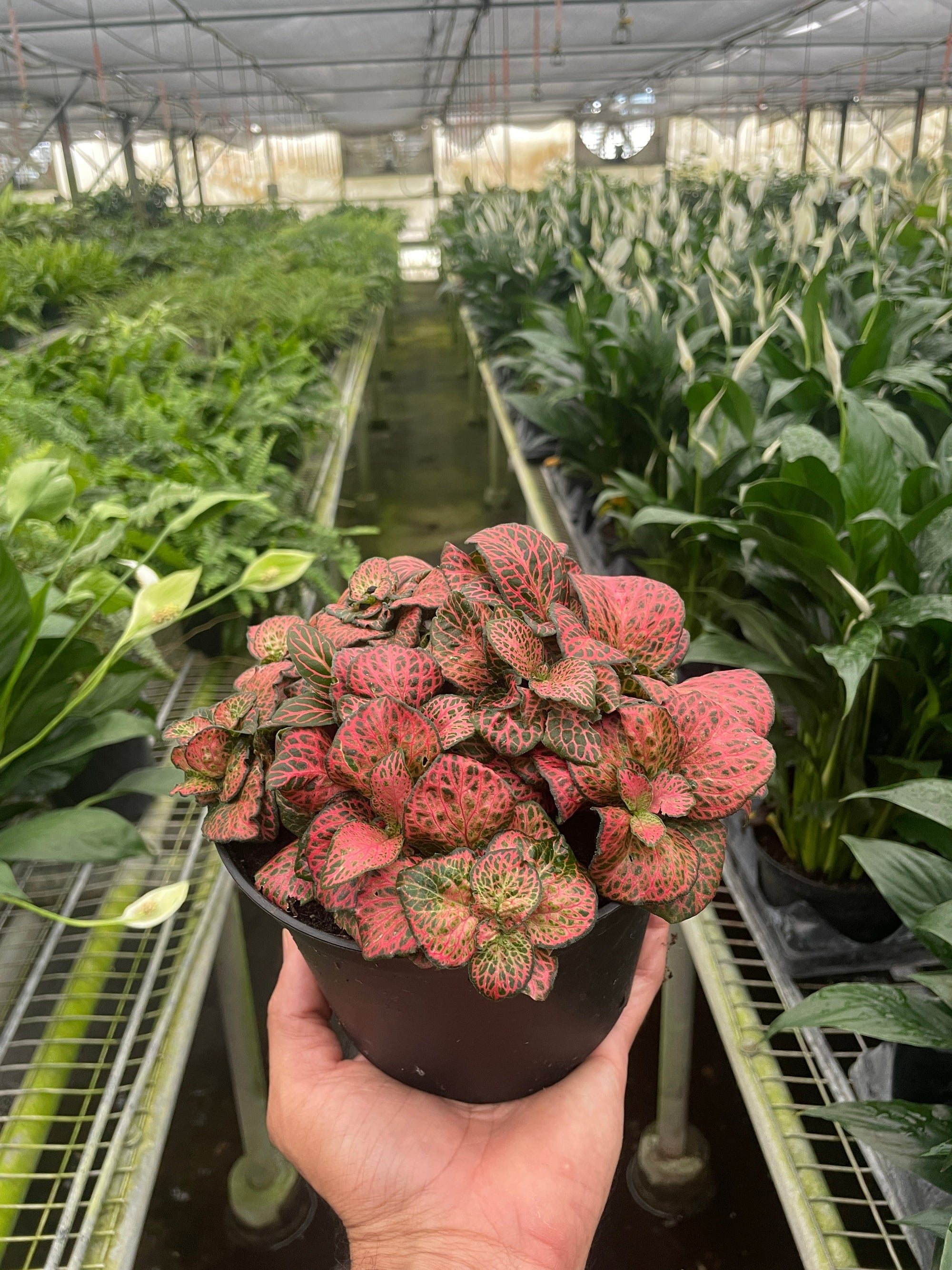 Fittonia Red