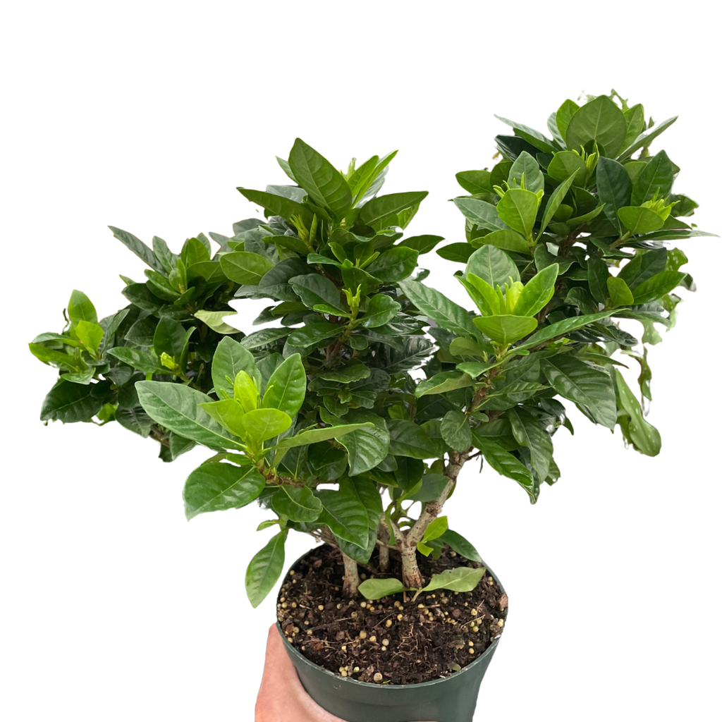 Gardenia Bush