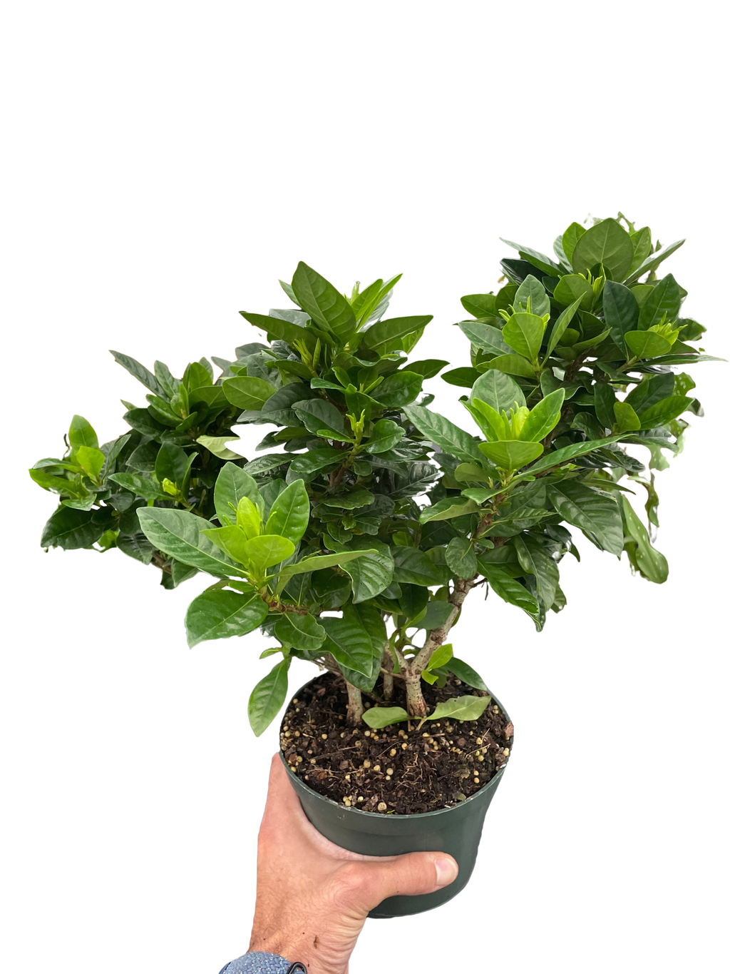 Gardenia Bush