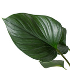 Homalomena Emerald Gem