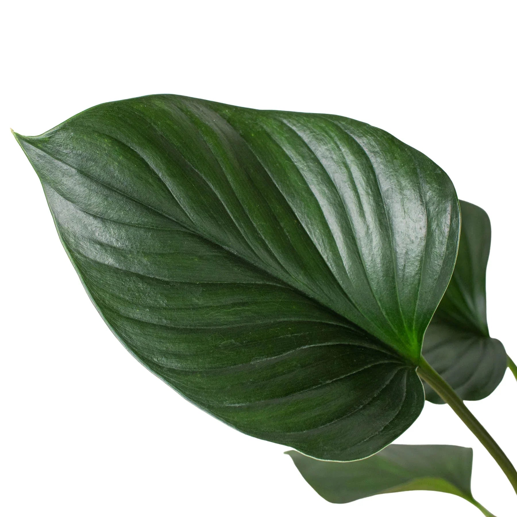 Homalomena Emerald Gem