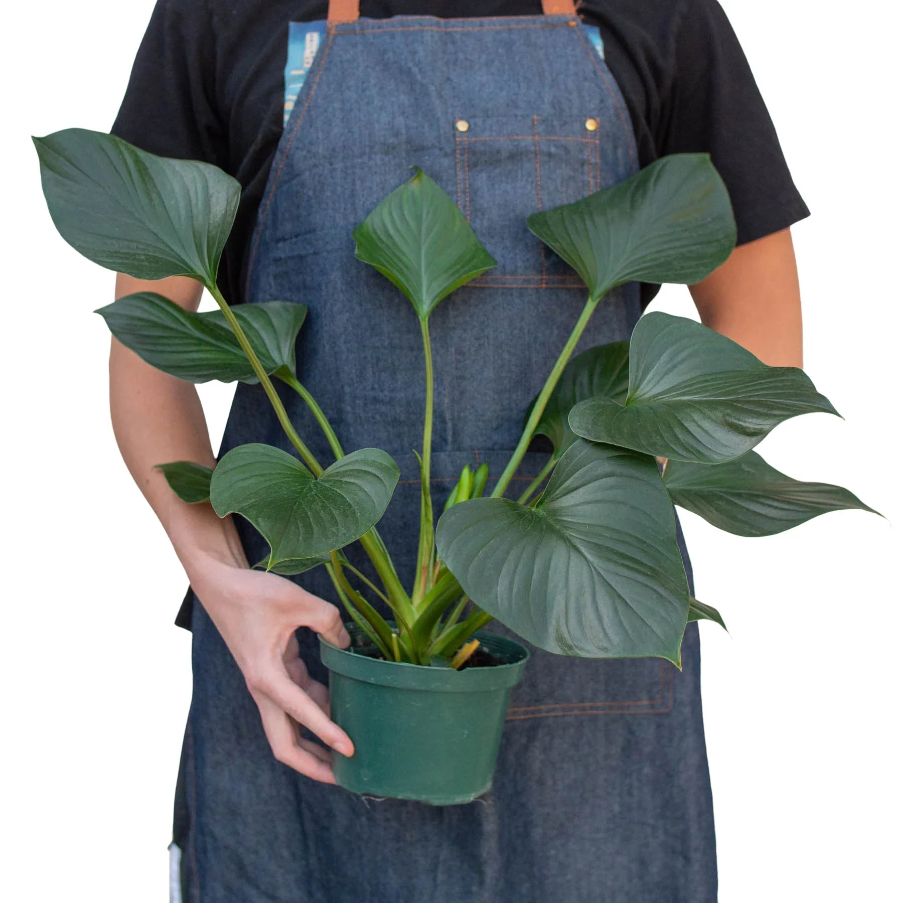 Homalomena Emerald Gem
