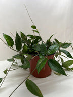 Hoya Black Margin