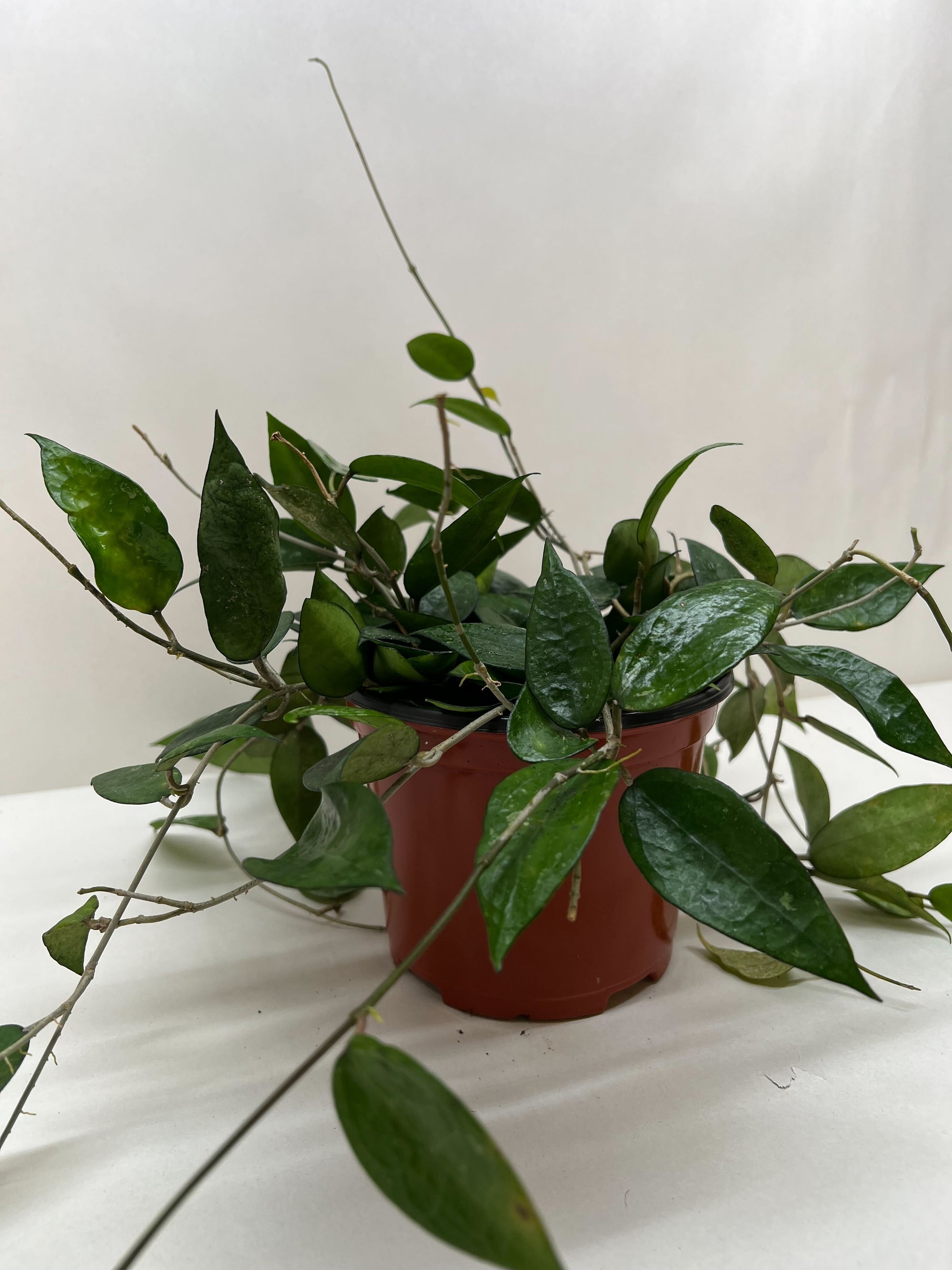 Hoya Black Margin