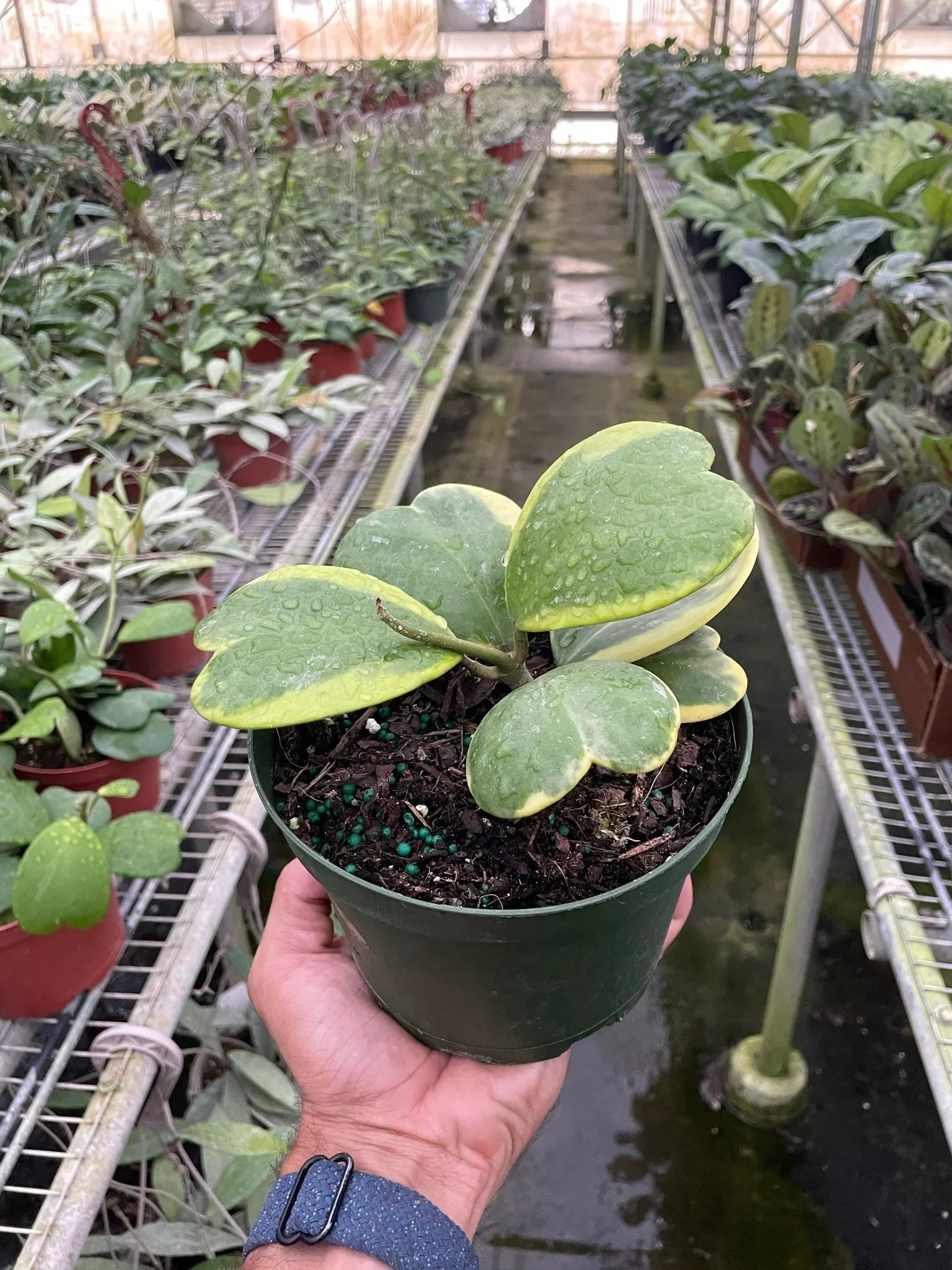 Hoya Sweetheart Variegated