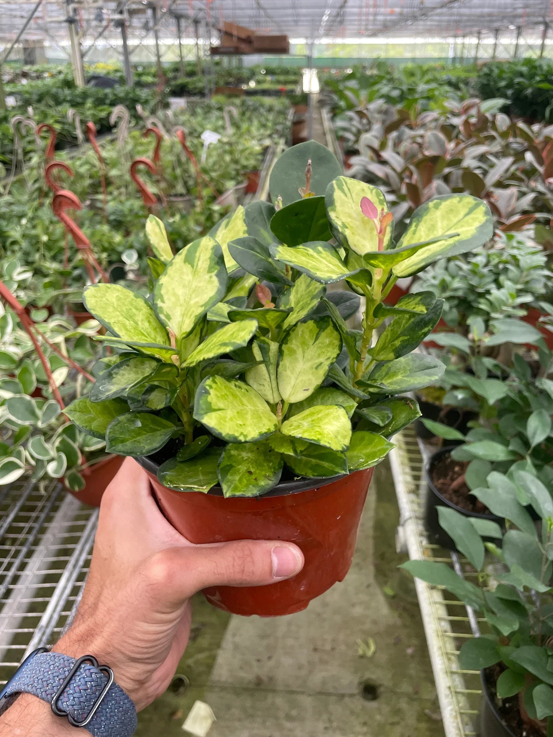 Hoya Lisa