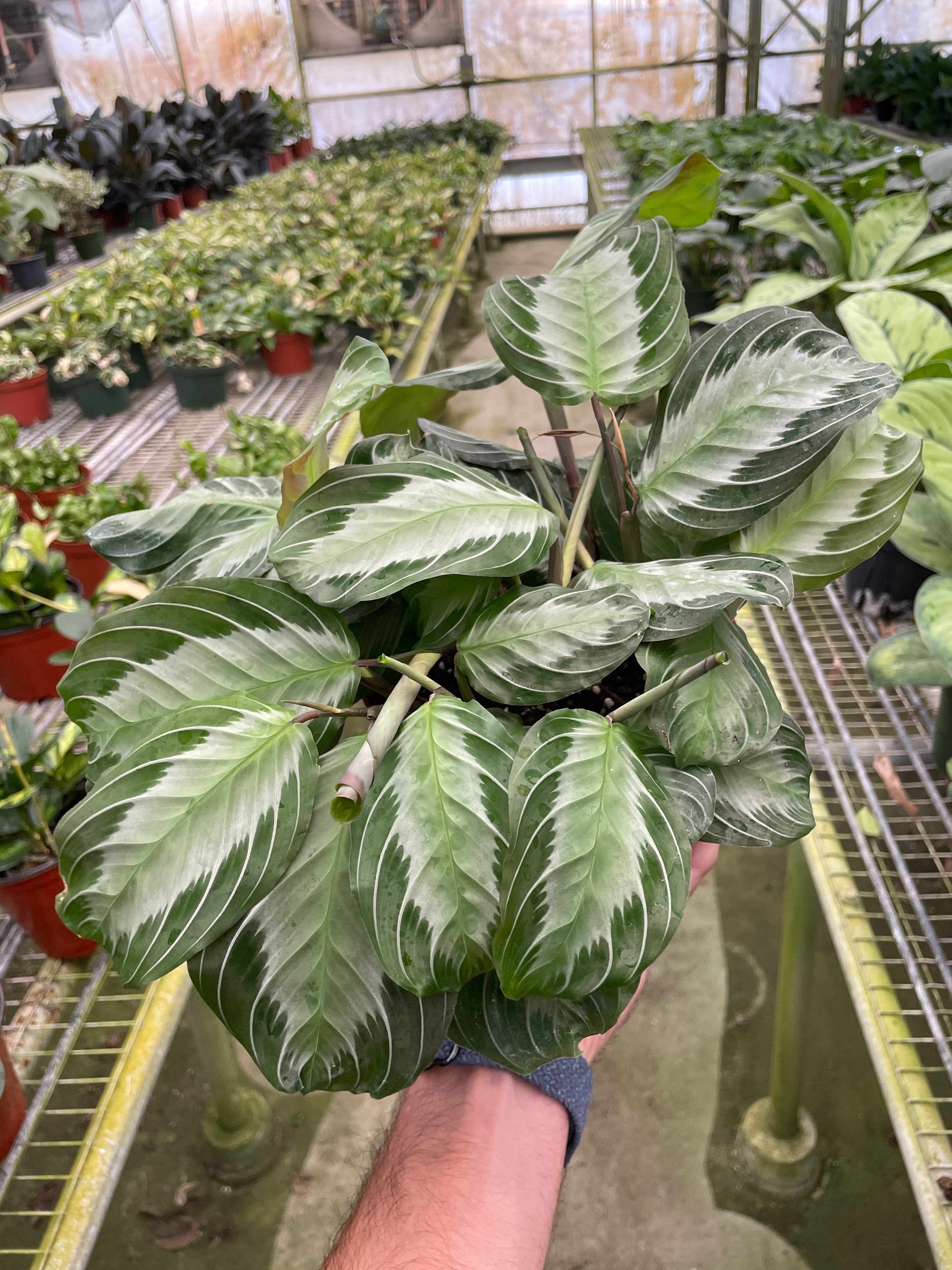 Maranta Silver Band