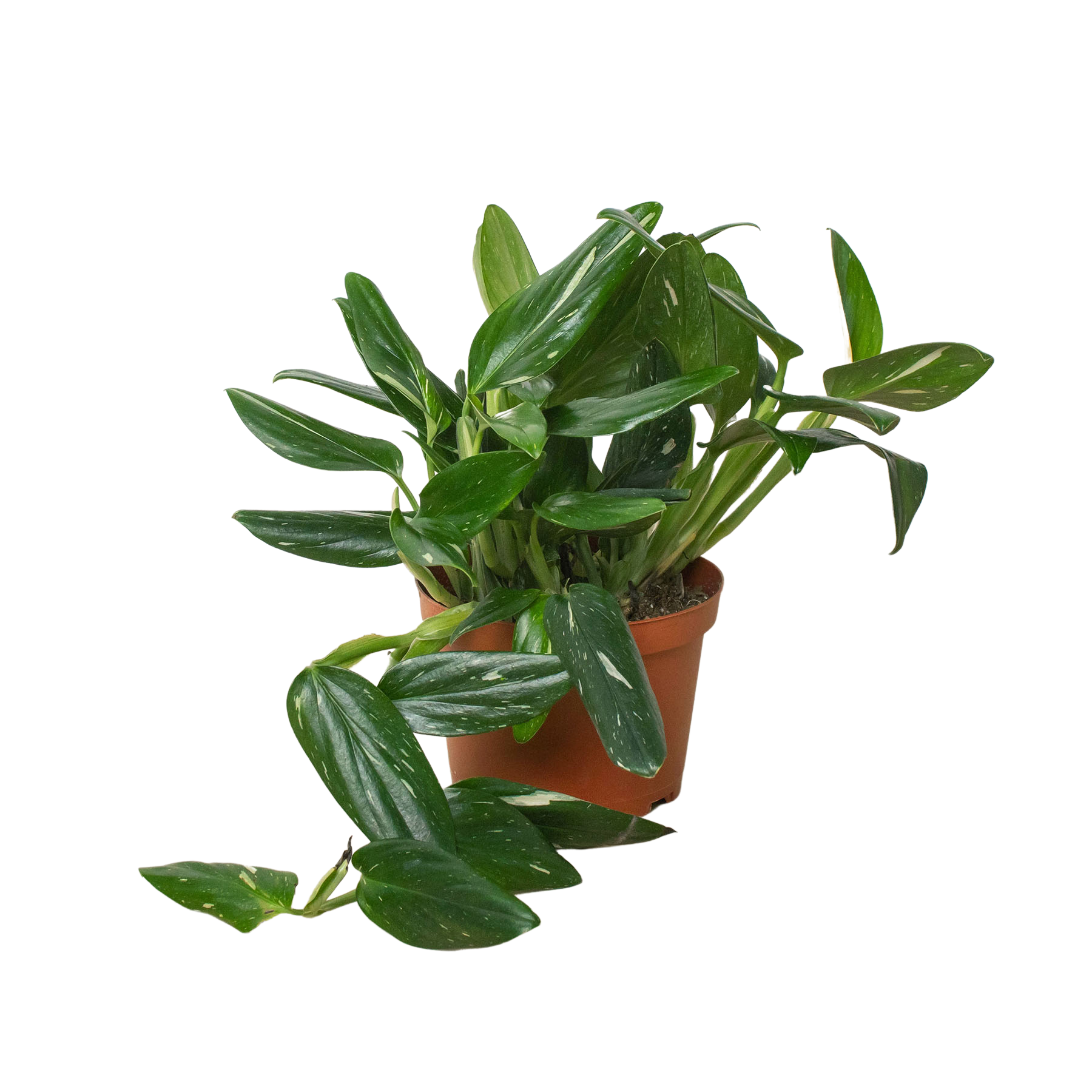 Monstera Standeleyana Albo Variegated