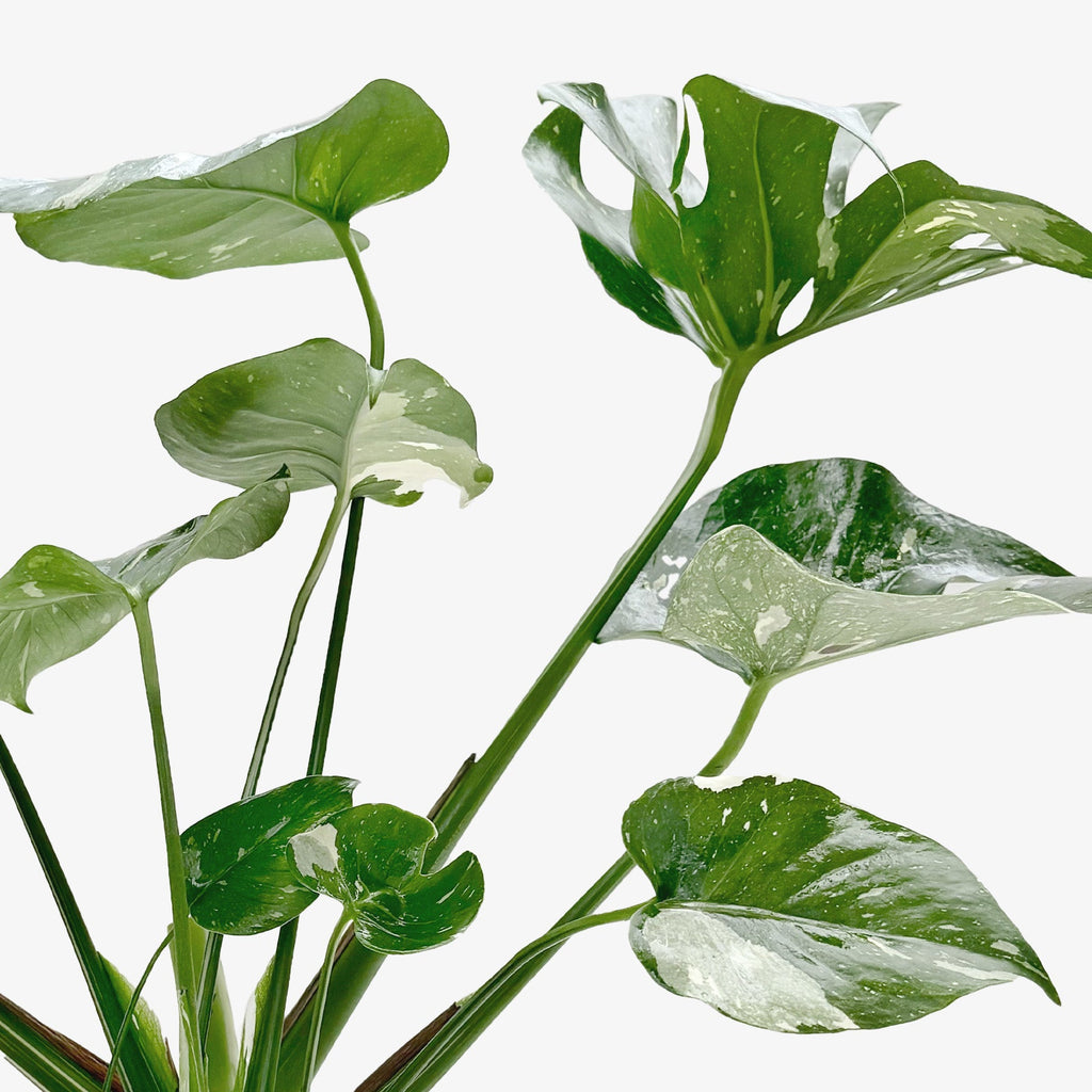 Monstera Thai Constellation