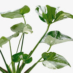 Monstera Thai Constellation