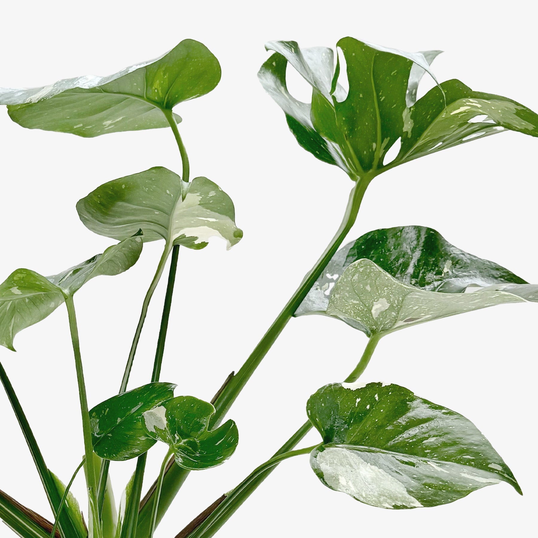 Monstera Thai Constellation