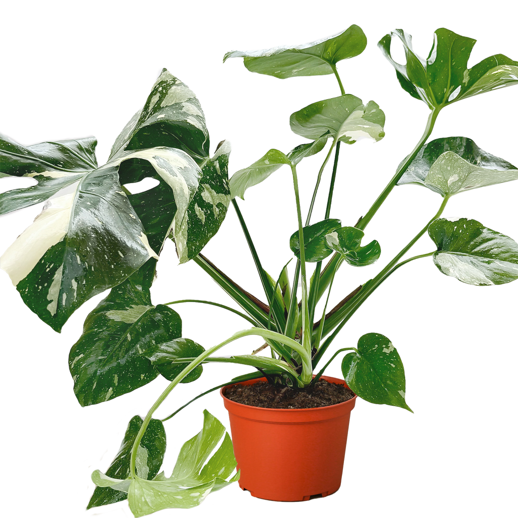 Monstera Thai Constellation