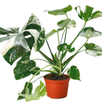 Monstera Thai Constellation