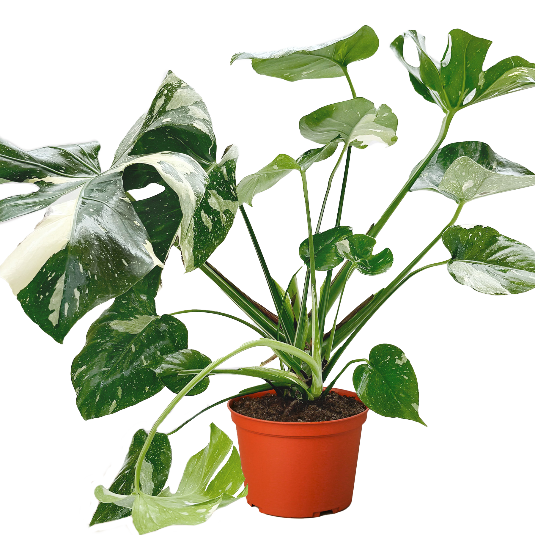 Monstera Thai Constellation